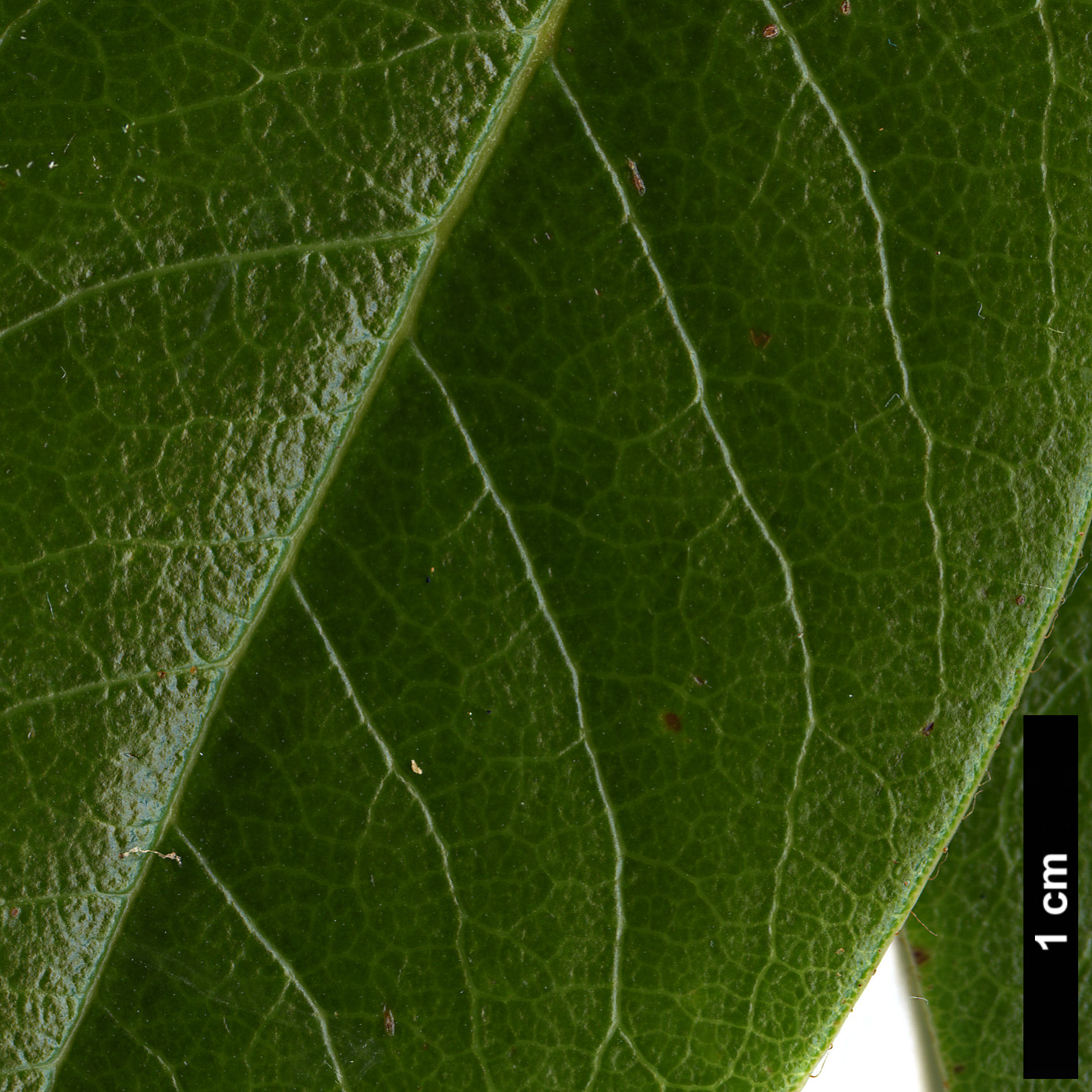 High resolution image: Family: Ericaceae - Genus: Rhododendron - Taxon: chrysodoron